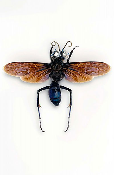 jan Fabre. Insektenzeichnungen & Insektenskulpturen 1975-1979